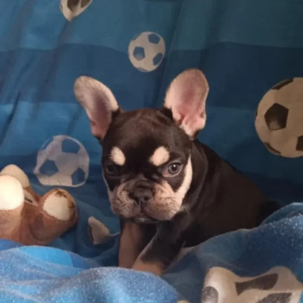 3 French Bulldog Puppies