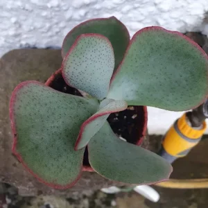 Young Succulent House Plant - Image 2