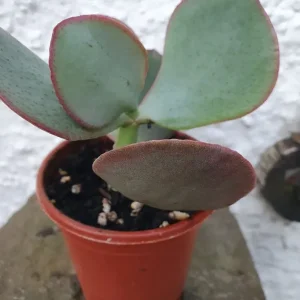 Young Succulent House Plant - Image 3