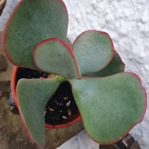 Young Succulent House Plant