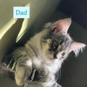 Kittens from a Maine Coon and British Shorthair - Image 2