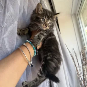 Kittens from a Maine Coon and British Shorthair - Image 5