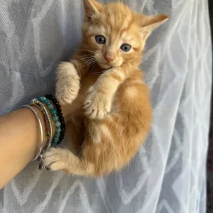 Kittens from a Maine Coon and British Shorthair - Image 6