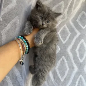 Kittens from a Maine Coon and British Shorthair - Image 7
