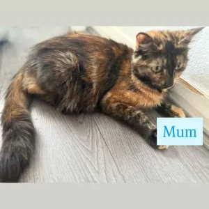 Kittens from a Maine Coon and British Shorthair