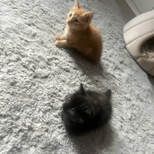 Kittens ready for their forever home - Image 2