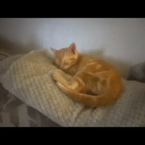 Kittens ready for their forever home - Image 3