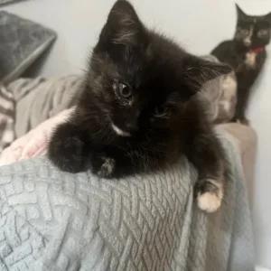Kittens ready for their forever home - Image 4