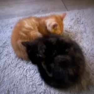 Kittens ready for their forever home