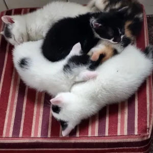 5 Kittens, indoor raised, healthy and friendly - Image 2