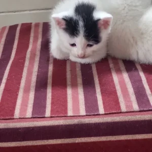 5 Kittens, indoor raised, healthy and friendly - Image 3