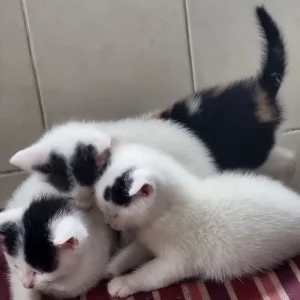 5 Kittens, indoor raised, healthy and friendly - Image 4