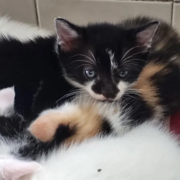 5 Kittens, indoor raised, healthy and friendly