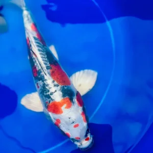 Koi Carp - Image 3