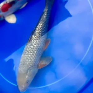 Koi Carp - Image 4
