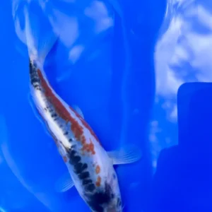 Koi Carp - Image 6