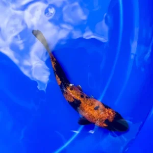Koi Carp - Image 7
