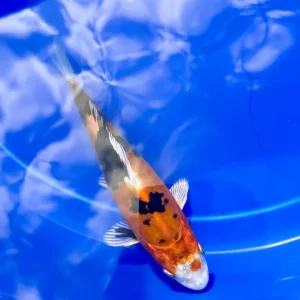Koi Carp - Image 8
