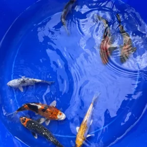 Koi Carp
