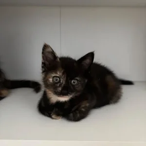 Tortoiseshell Female Kitten - Image 2