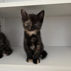 Tortoiseshell Female Kitten - Image 3