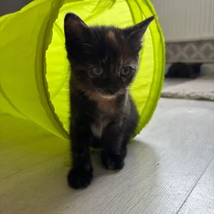 Tortoiseshell Female Kitten - Image 4