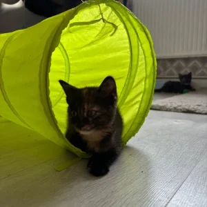 Tortoiseshell Female Kitten - Image 5