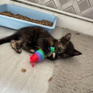 Tortoiseshell Female Kitten - Image 6