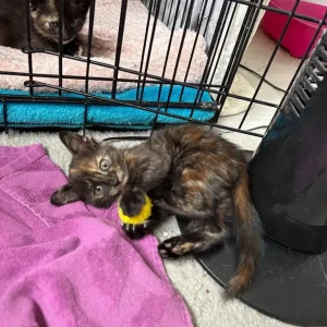 Tortoiseshell Female Kitten - Image 7