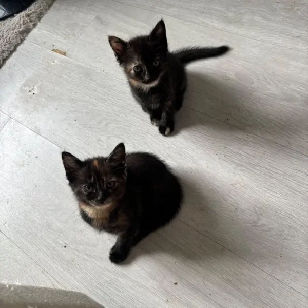 Tortoiseshell Female Kitten
