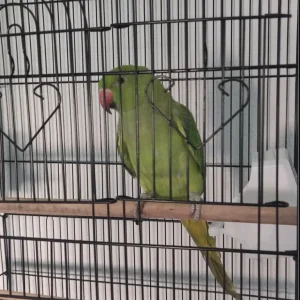 Ringneck cage