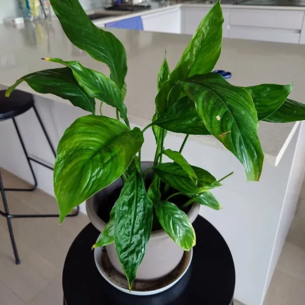 Peace lily plant