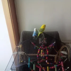 budgie cage as new - Image 3