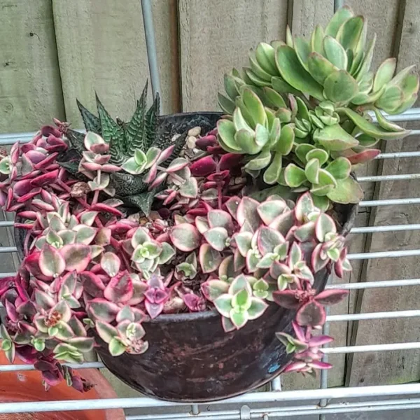Succulents in a metal planter