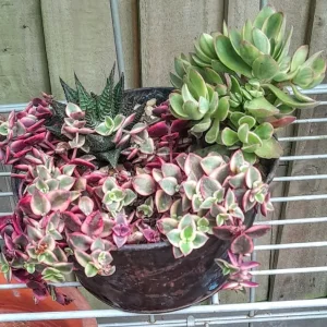 Succulents in a metal planter