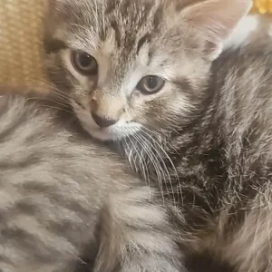 7-week-old kittens, boy and girl - Image 2