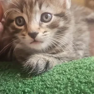 7-week-old kittens, boy and girl