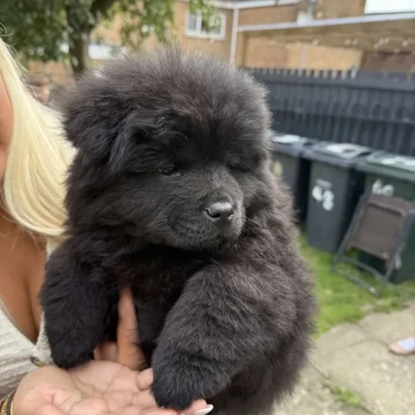 Last Chow Boy