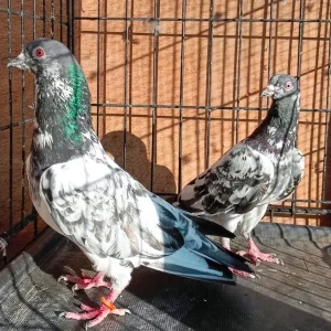 Pakistani Highflying Pigeons - Image 2