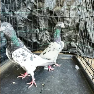 Pakistani Highflying Pigeons - Image 3