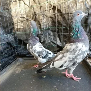 Pakistani Highflying Pigeons - Image 4