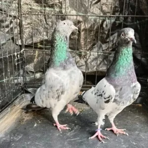Pakistani Highflying Pigeons - Image 6