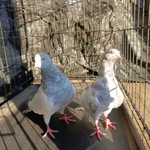Pakistani Highflying Pigeons - Image 7