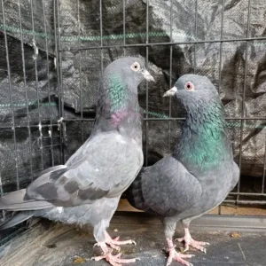 Pakistani Highflying Pigeons - Image 8