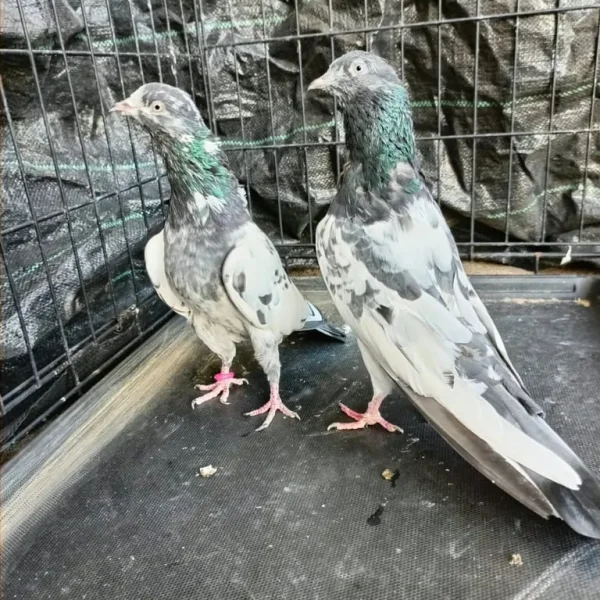 Pakistani Highflying Pigeons