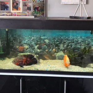 300l Aquaone Full Tank Setup - Image 2