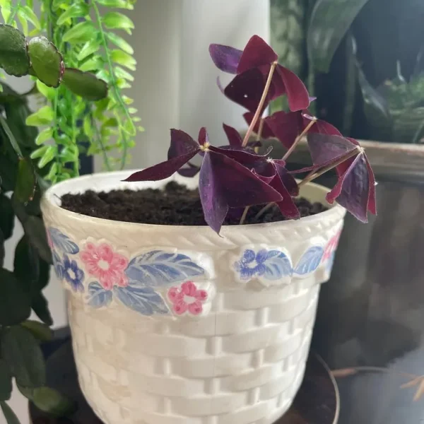 Beautiful plant