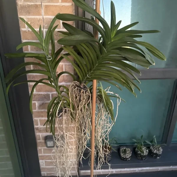 Vanda Orchid