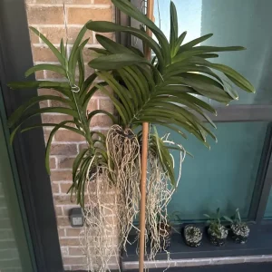 Vanda Orchid