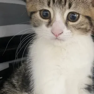 Sweet female kitten - Image 2
